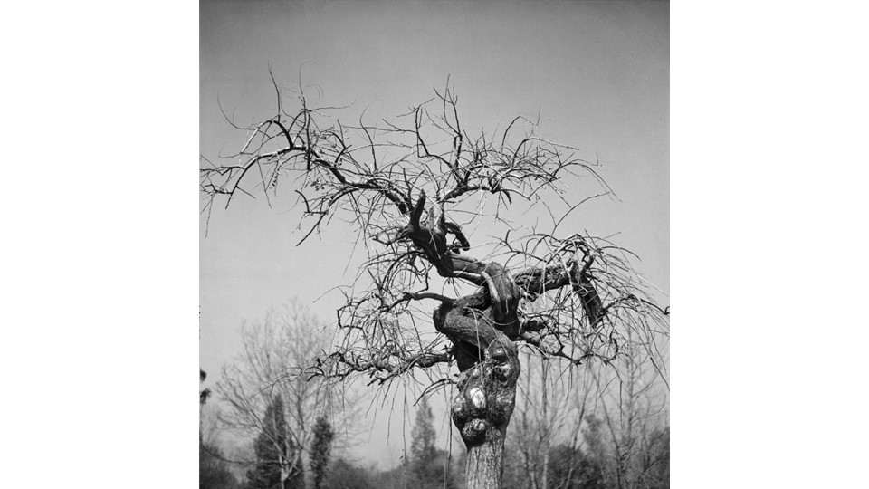 Roberto Fernández Balbuena. Tronco de árbol, México, ca. 1950. 49,5 x 47,5cm.