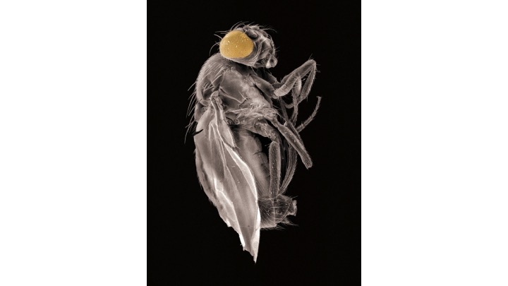 J.E. Marchesi "Drosophila Melanogaster Macho" , 2003