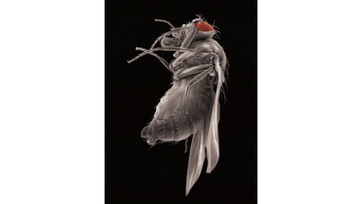 J.E. Marchesi "Drosophila Melanogaster Female" , 2003