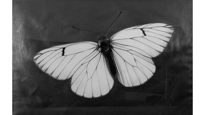 Natividad Bermejo "Butterfly for Edward Lorenz", 2008.